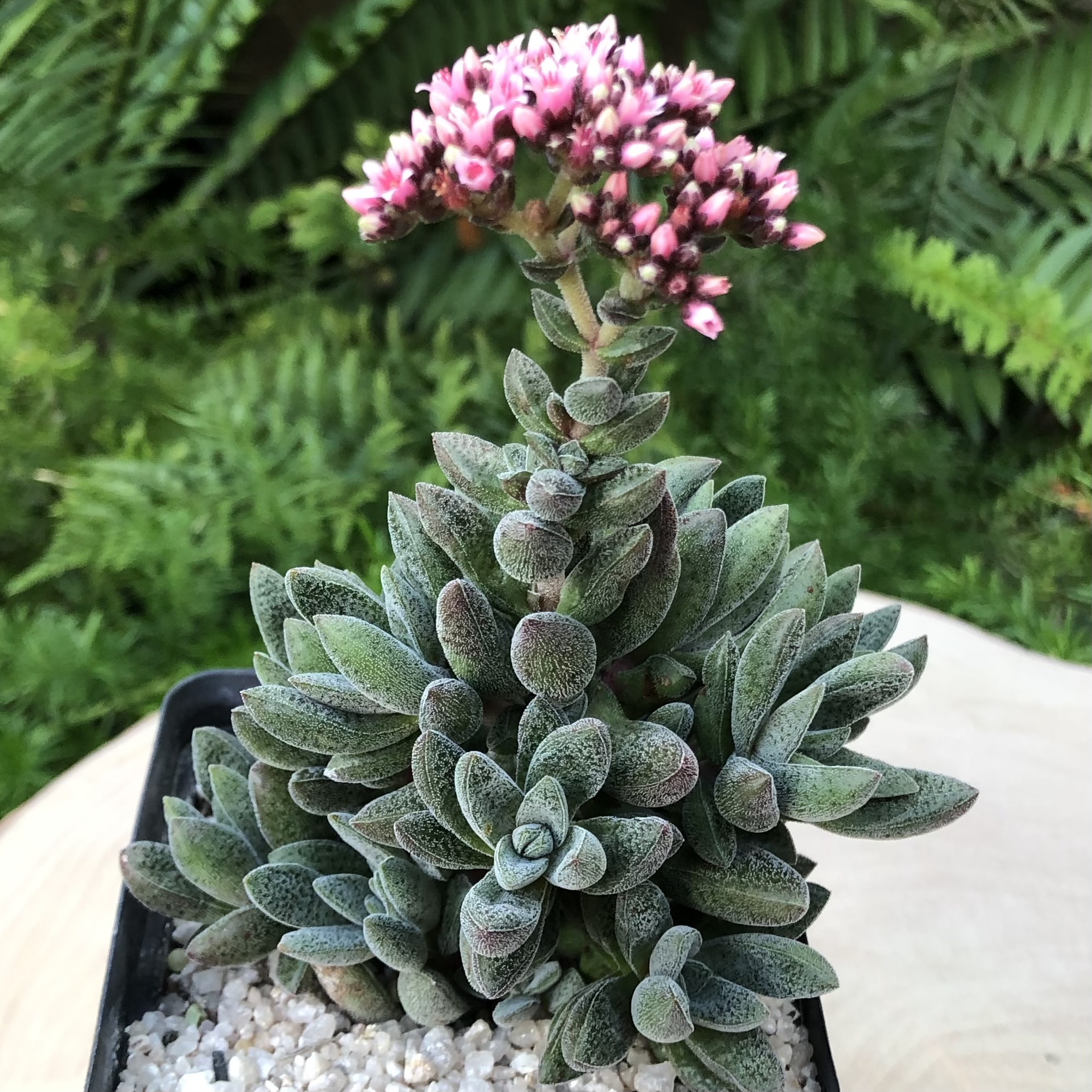 Crassula 'Justi-Corderoyi'