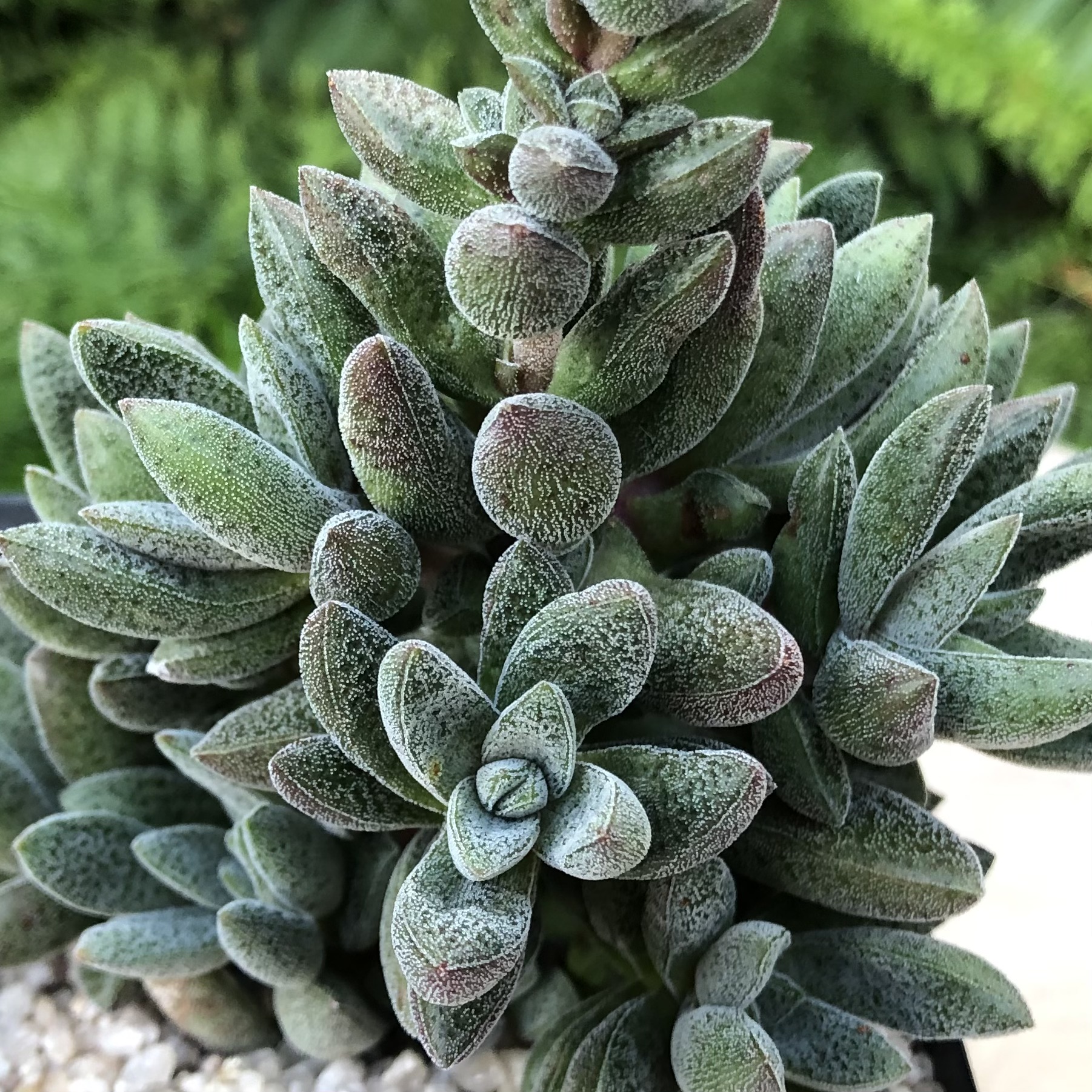 Crassula 'Justi-Corderoyi' - Image 2