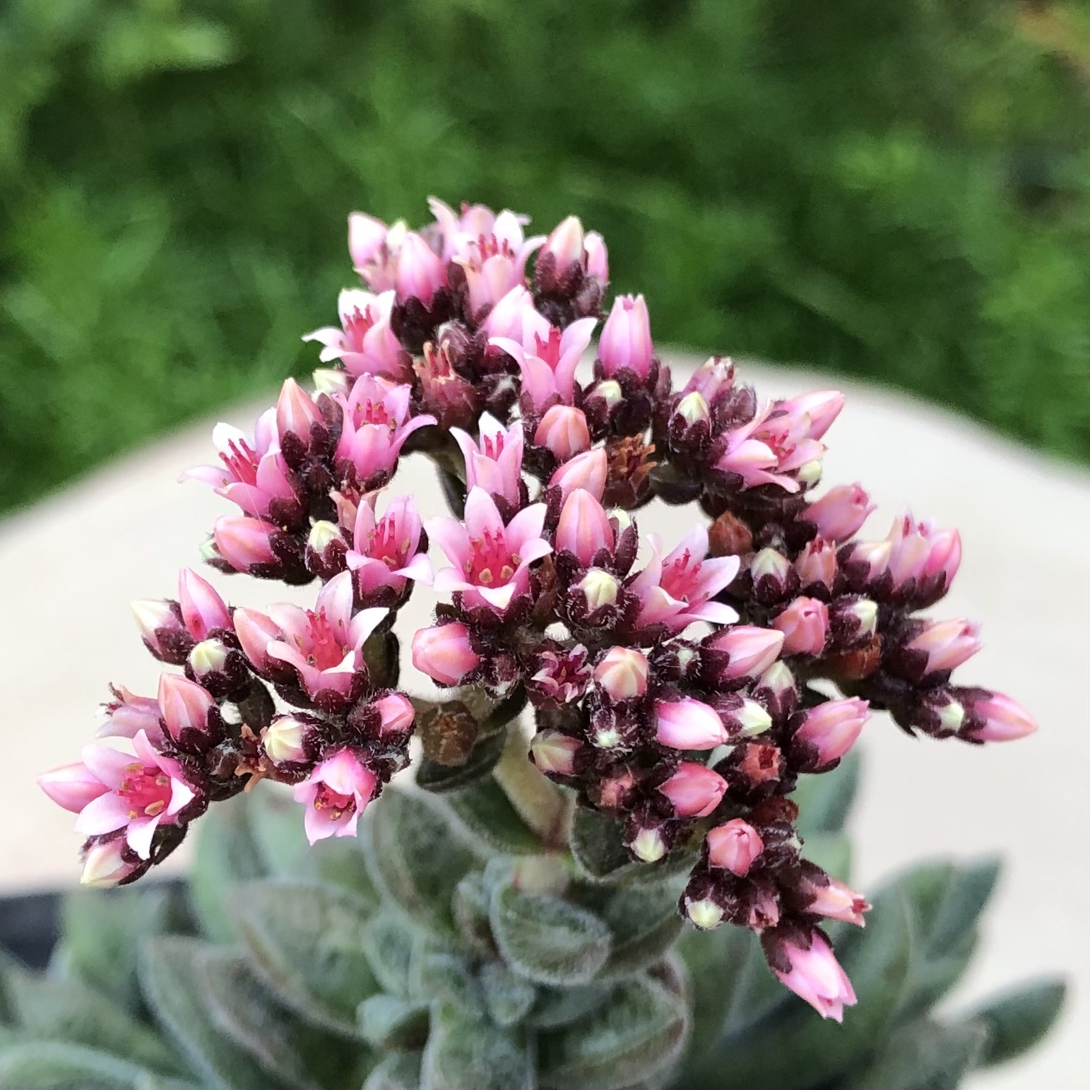 Crassula 'Justi-Corderoyi' - Image 3