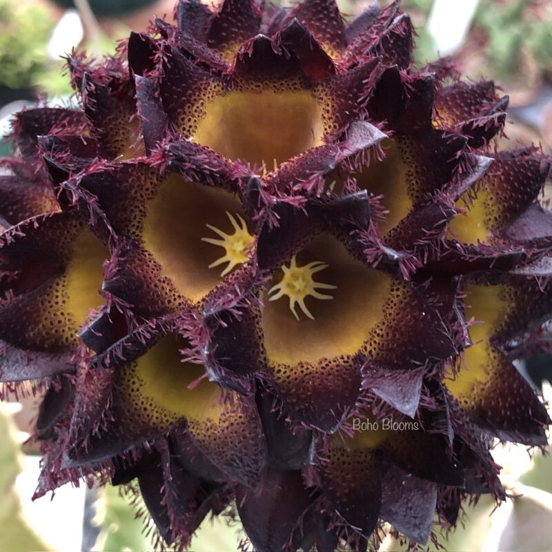 Desmidorchis speciosa (syn. Caralluma speciosa)