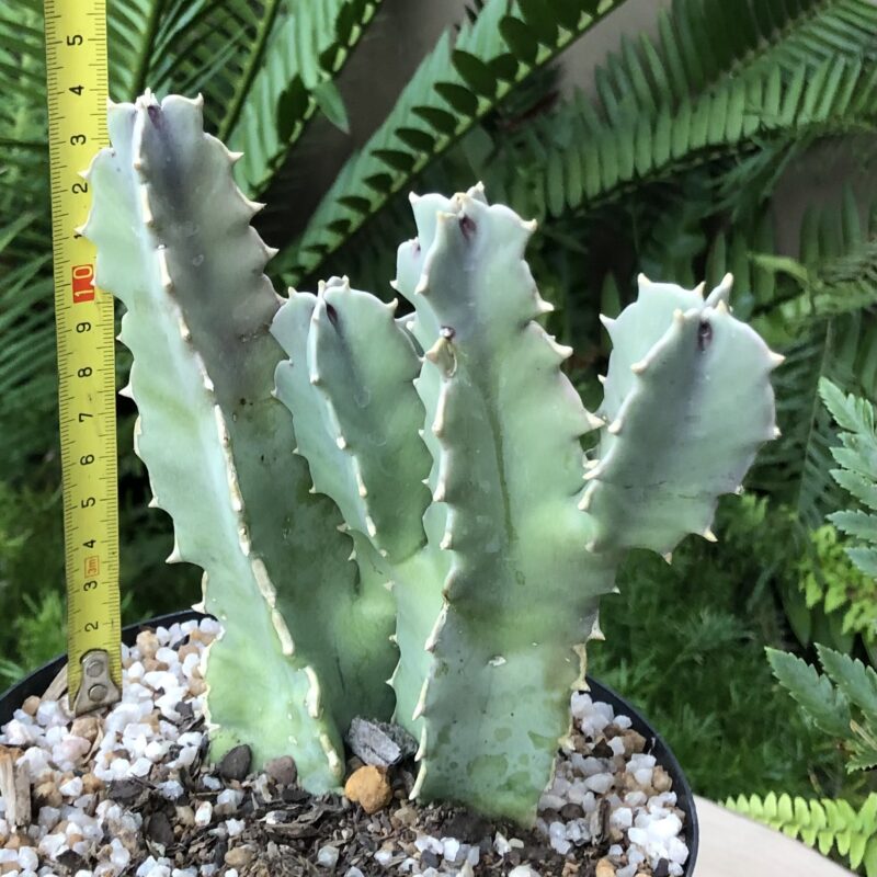 Desmidorchis speciosa (syn. Caralluma speciosa) - Image 3