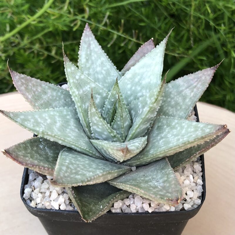 Gasteraloe cv. Grey Ghost