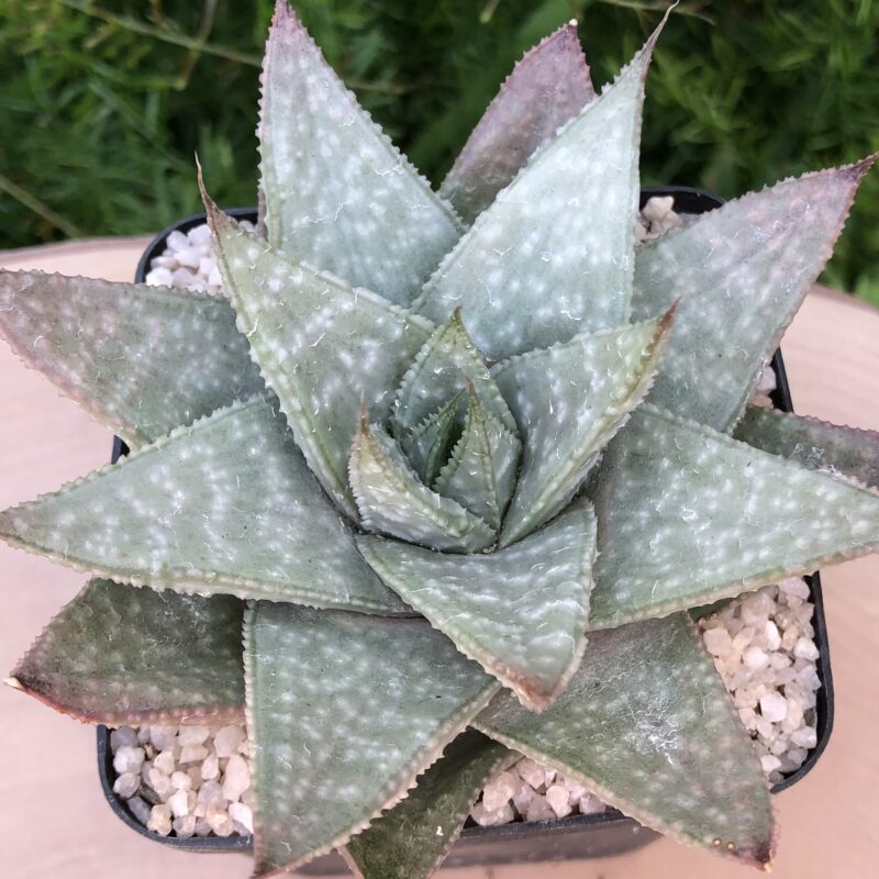 Gasteraloe cv. Grey Ghost - Image 2