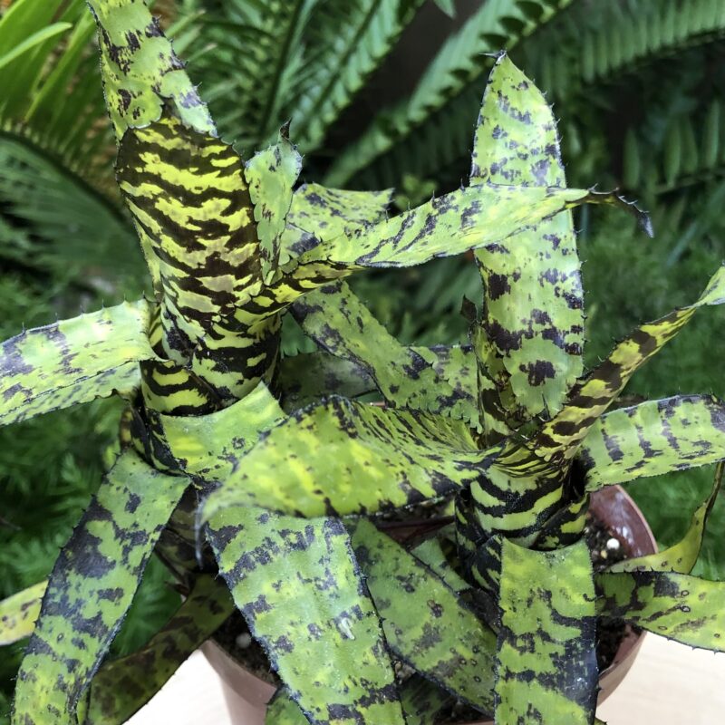 Aechmea correia-araujoi