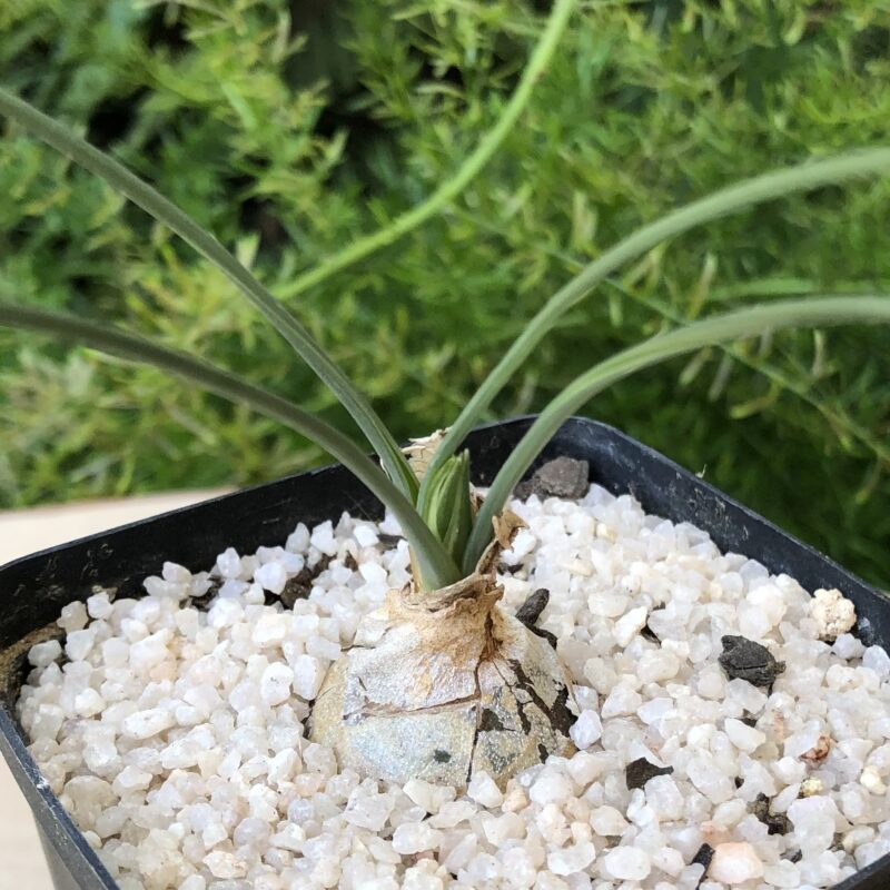 Albuca suaveolens - Image 3