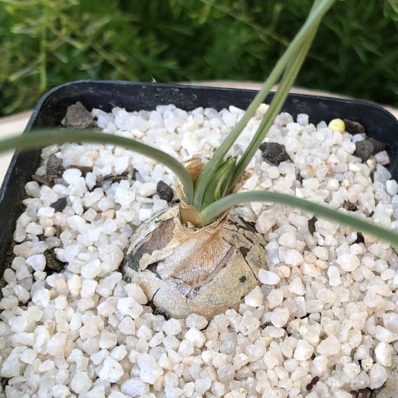 Albuca suaveolens - Image 5