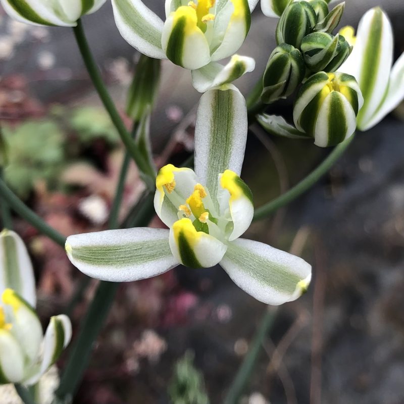 Albuca suaveolens - Image 2