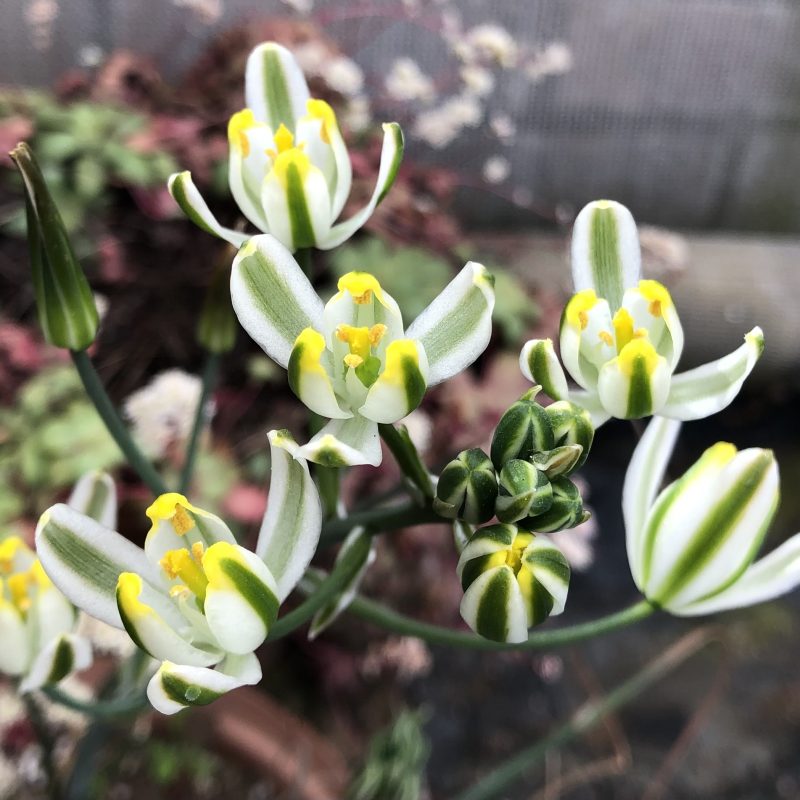 Albuca suaveolens - Image 4