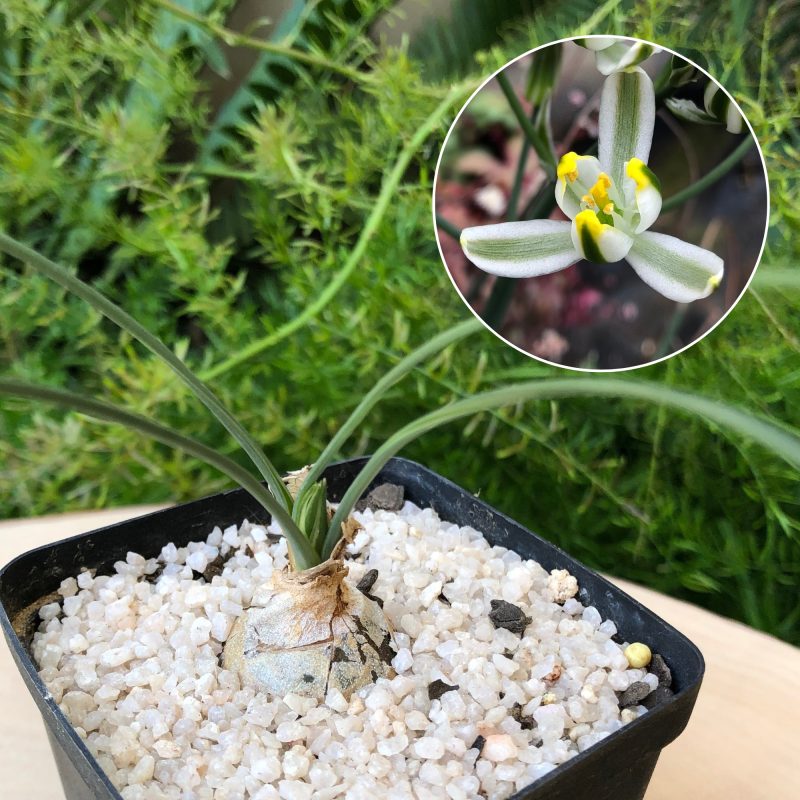 Albuca suaveolens