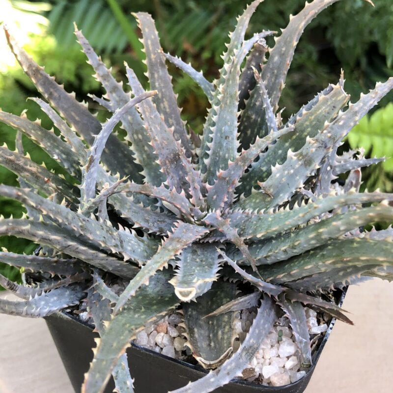 Aloe parvula (Hybrid #1)