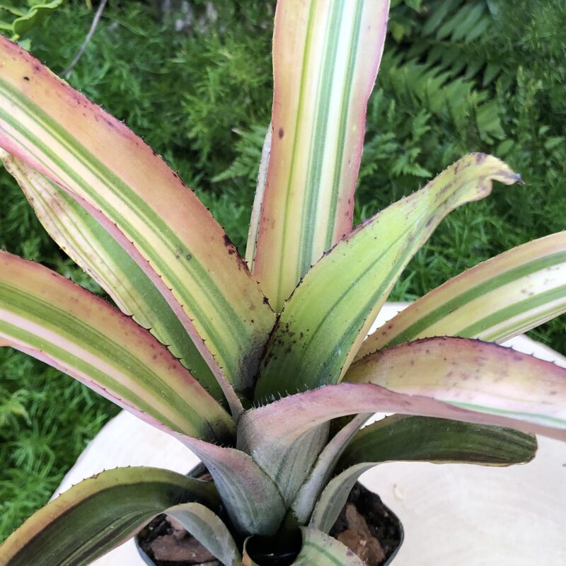 Billbergia 'Dorothy Berg'