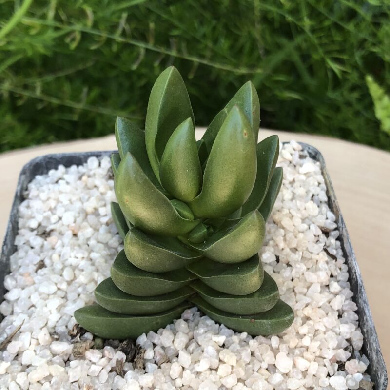 Crassula 'Benjamin'