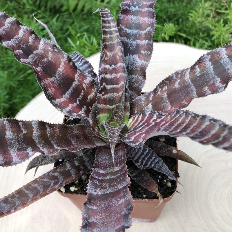 Cryptanthus 'Zebrina'