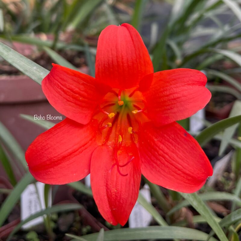 Cyrtanthus sanguineus