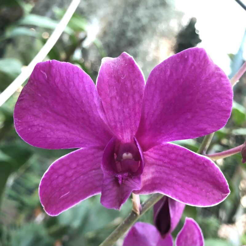 Dendrobium Burana 'Pink'