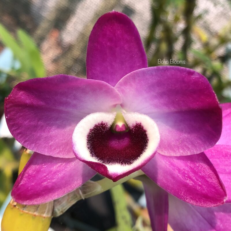 Dendrobium Friendship Jamboree