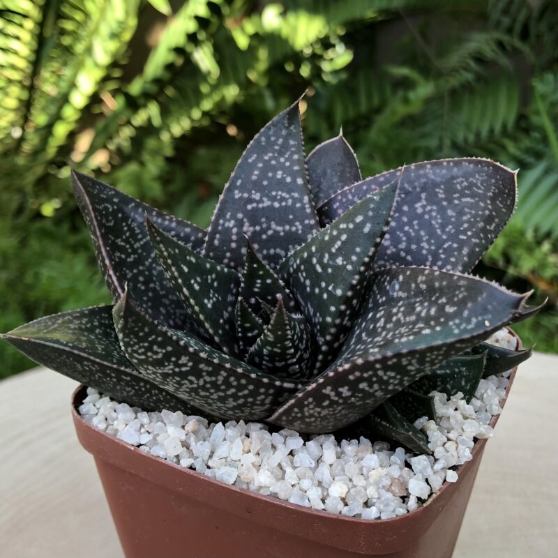 Gasteraloe Black Giant