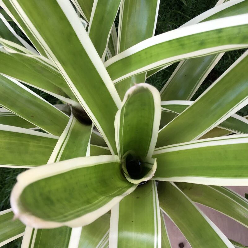 Neoregelia 'Bossa Nova'