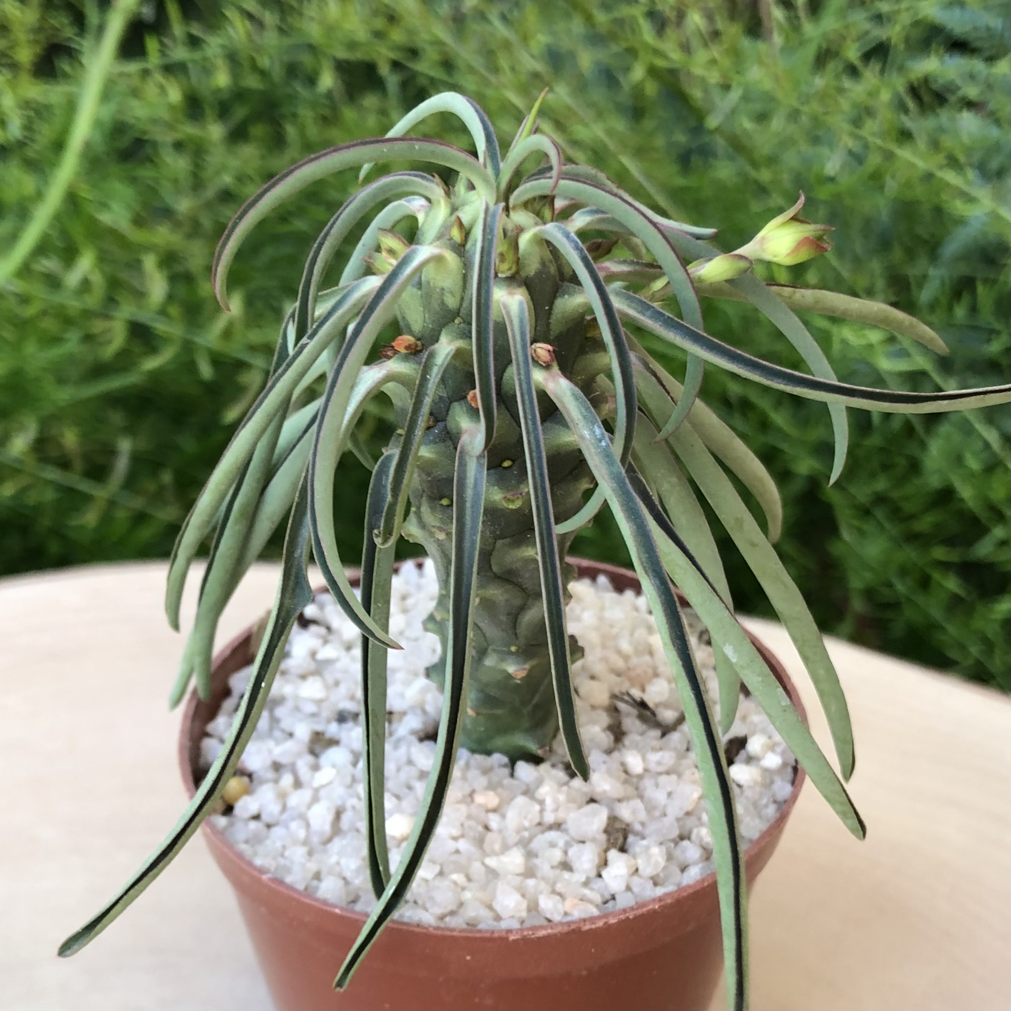 Euphorbia clava - Boho Blooms