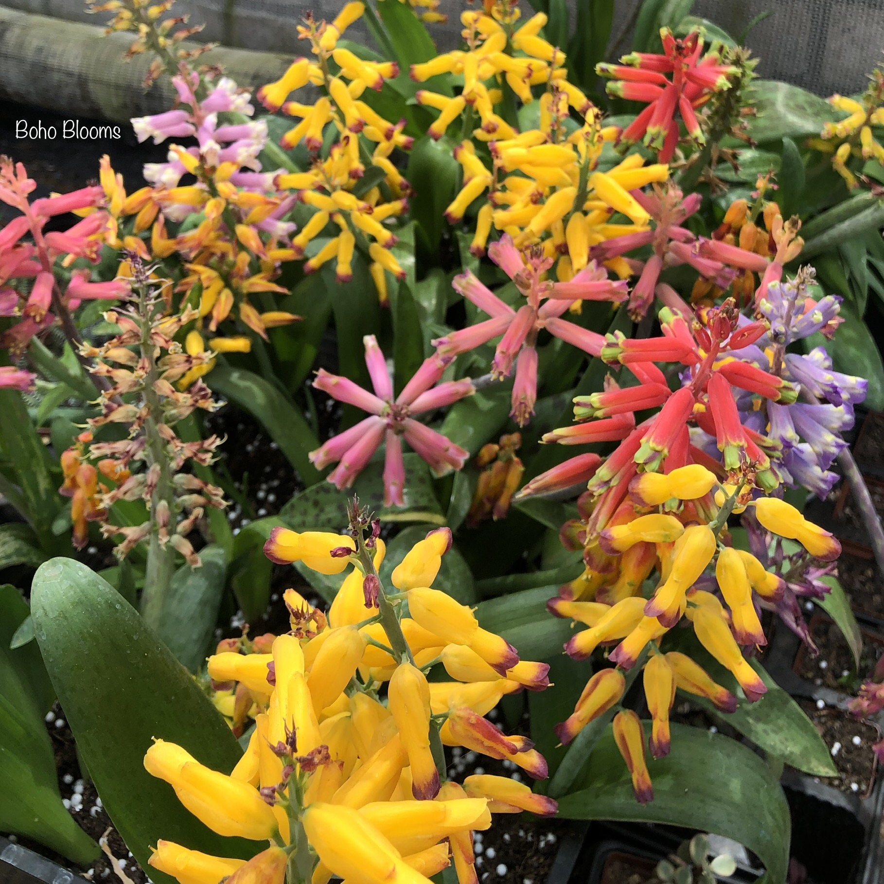 Lachenalia 'Aqua Lady' - Image 4