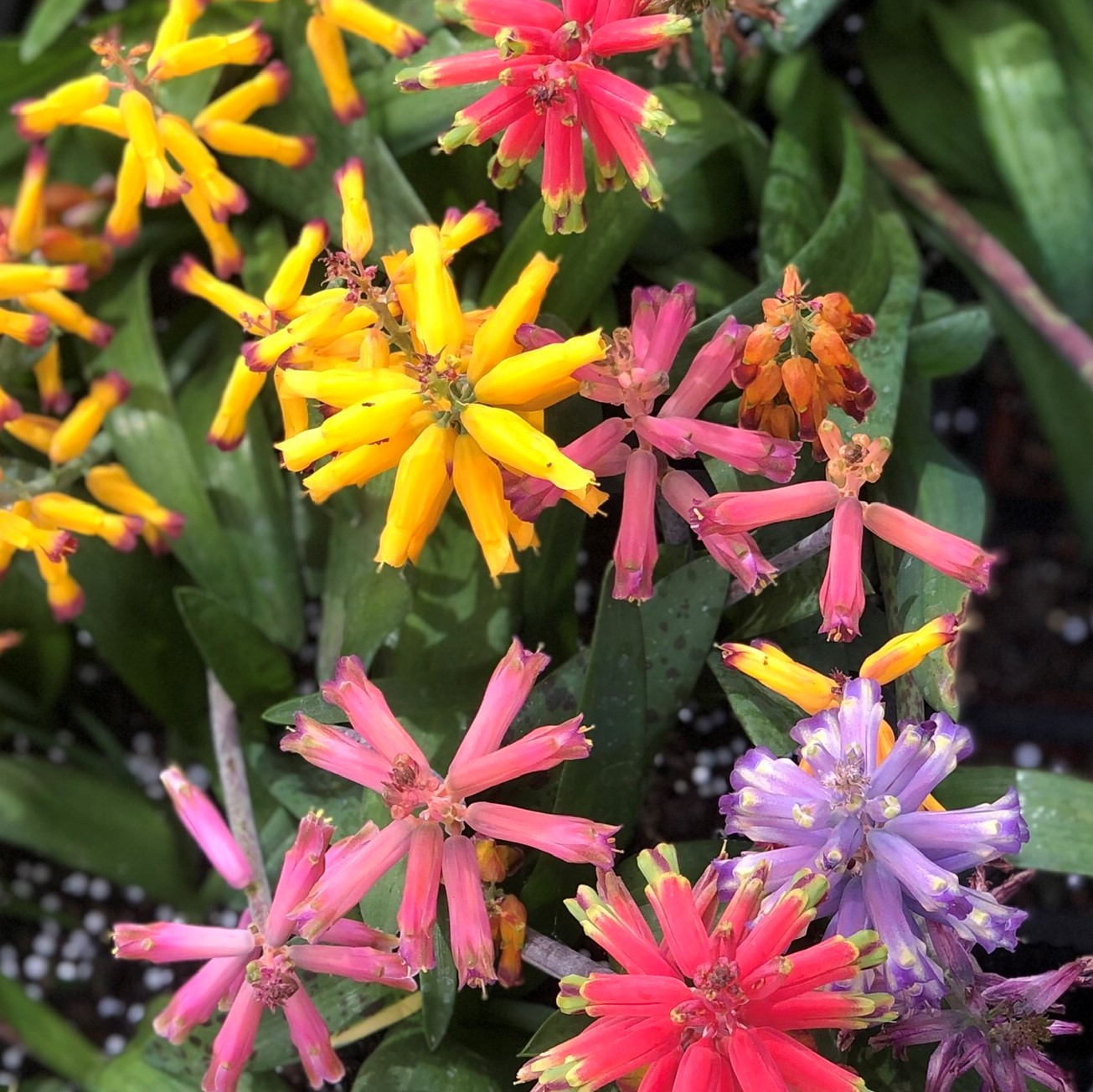 Lachenalia 'Aqua Lady' - Image 5