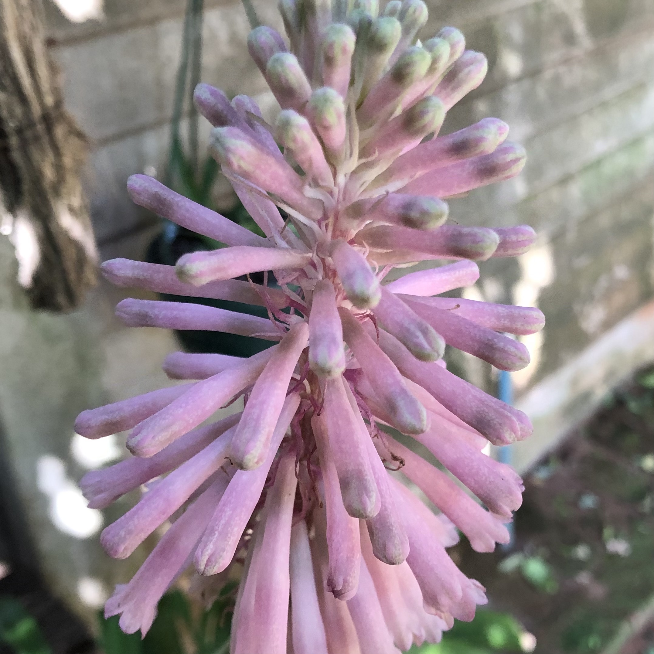 Veltheimia bracteata (Pink) - Image 2