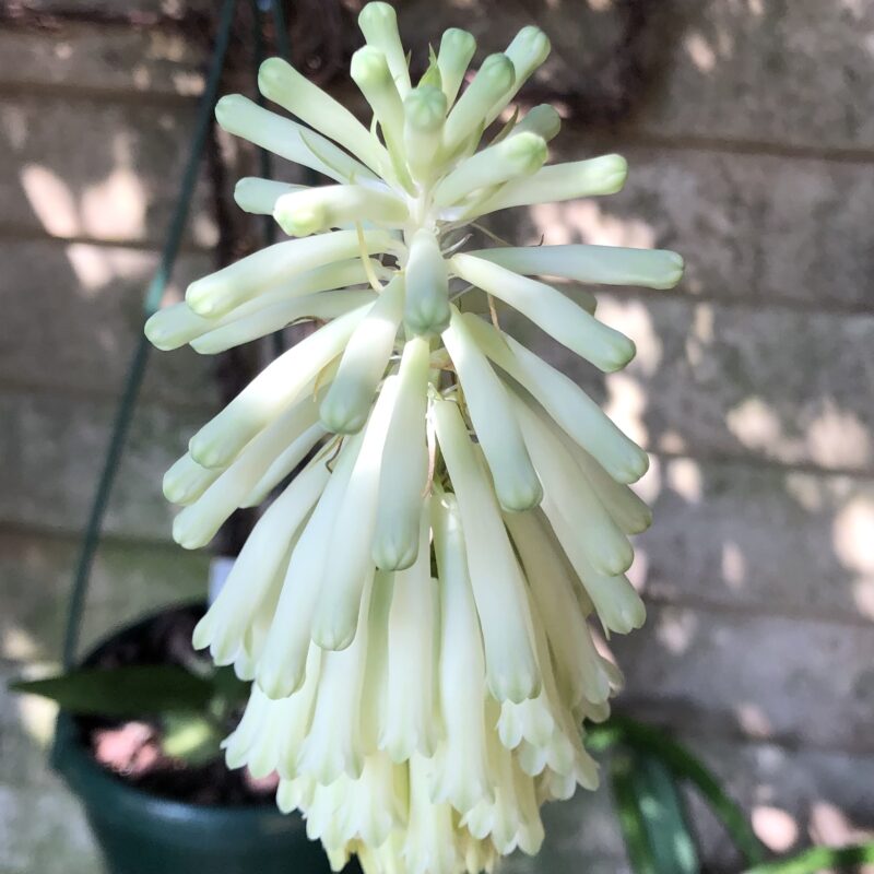 Veltheimia bracteata (Yellow)