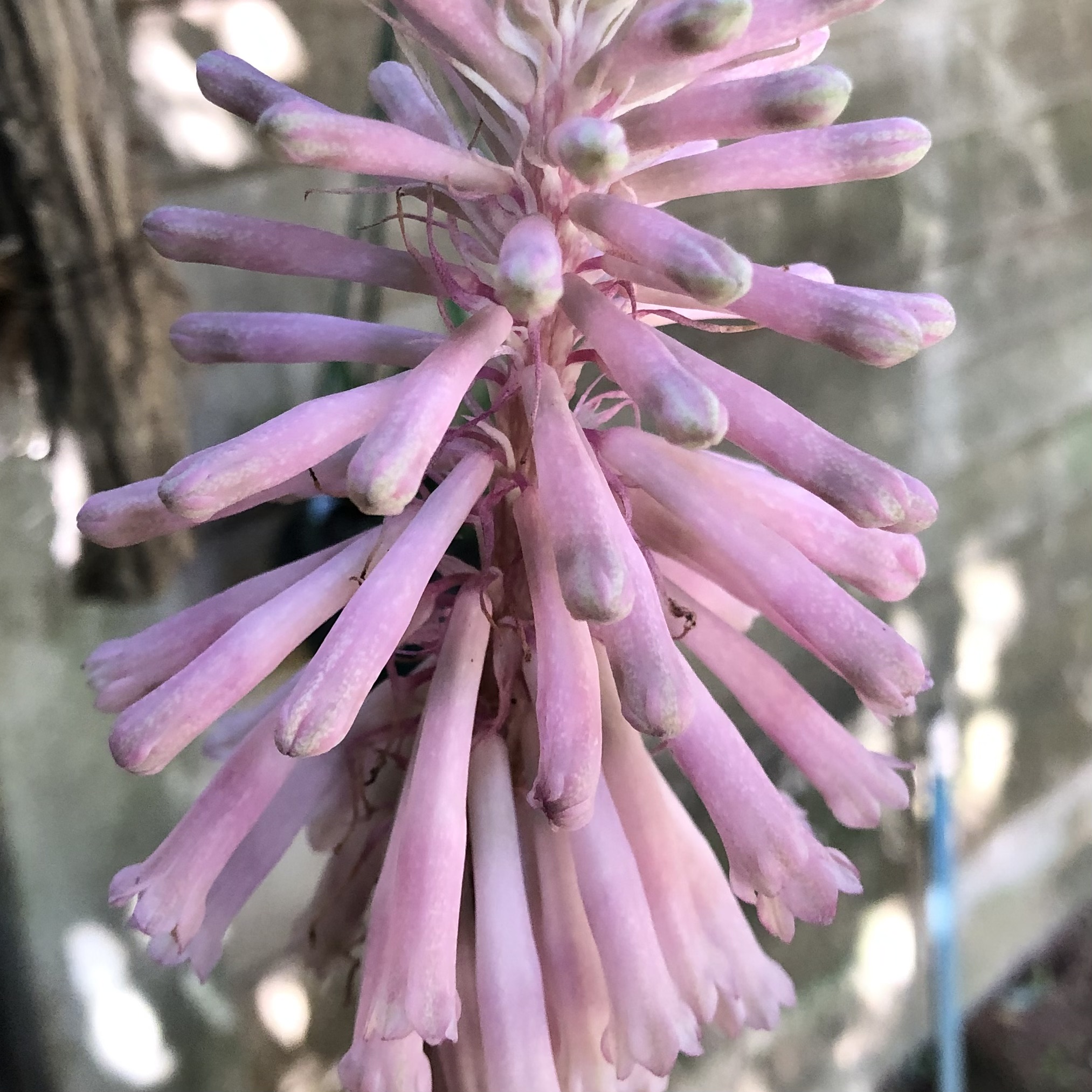 Veltheimia bracteata (Pink)