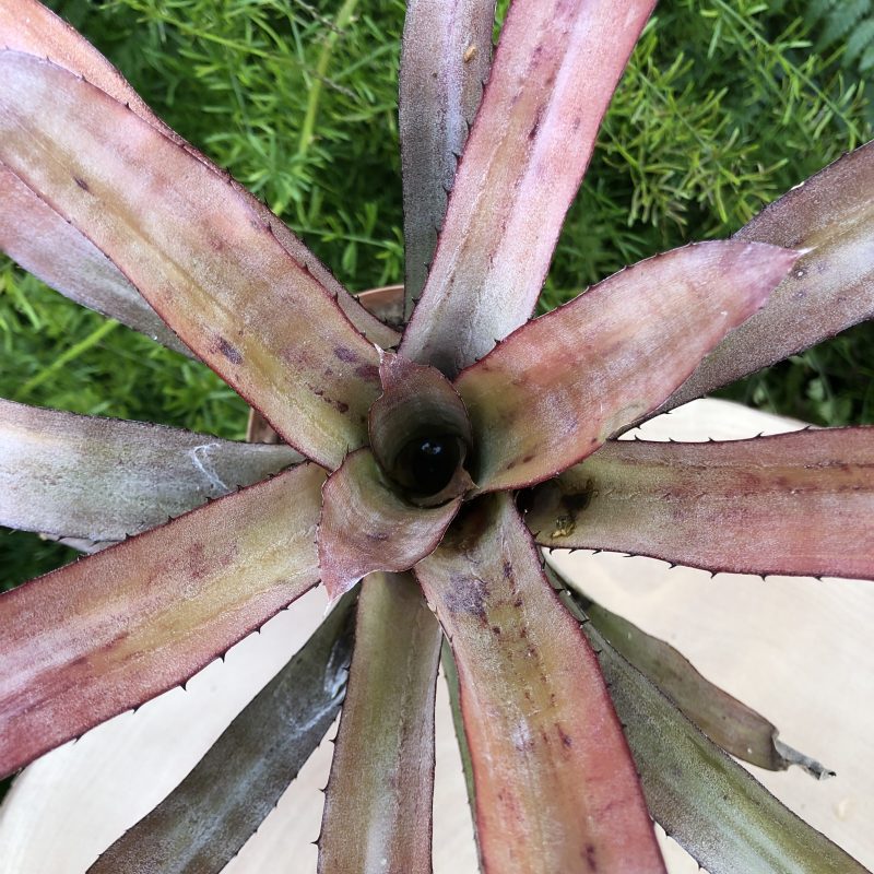 Aechmea pineliana var minuta