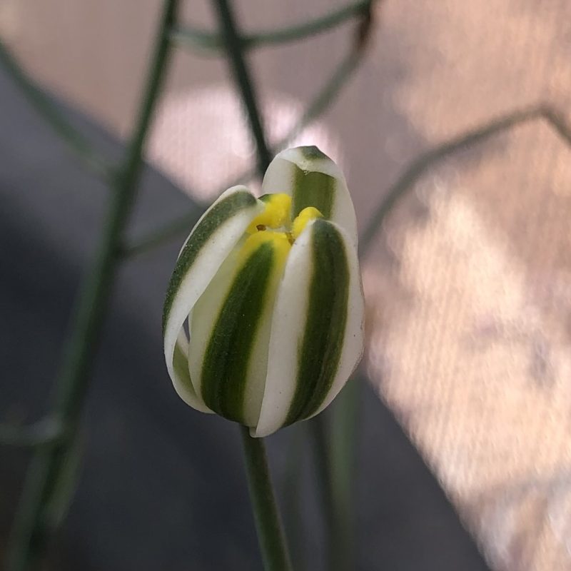 Albuca suaveolens - Image 6