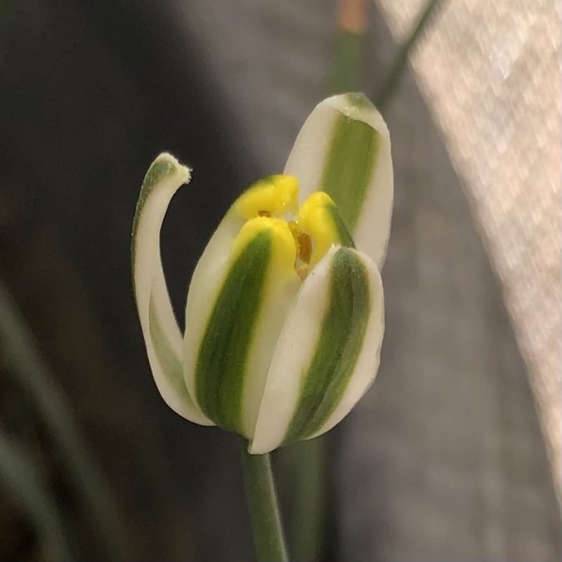 Albuca suaveolens - Image 7