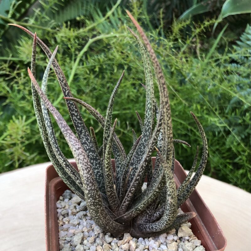 Aloe albiflora