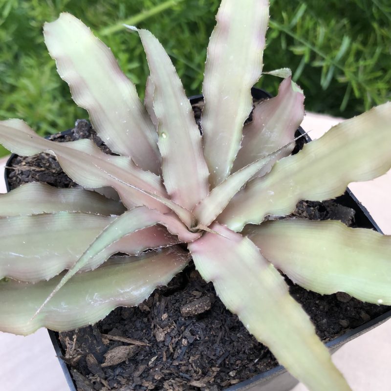 Cryptanthus 'Cafe Au Lait'