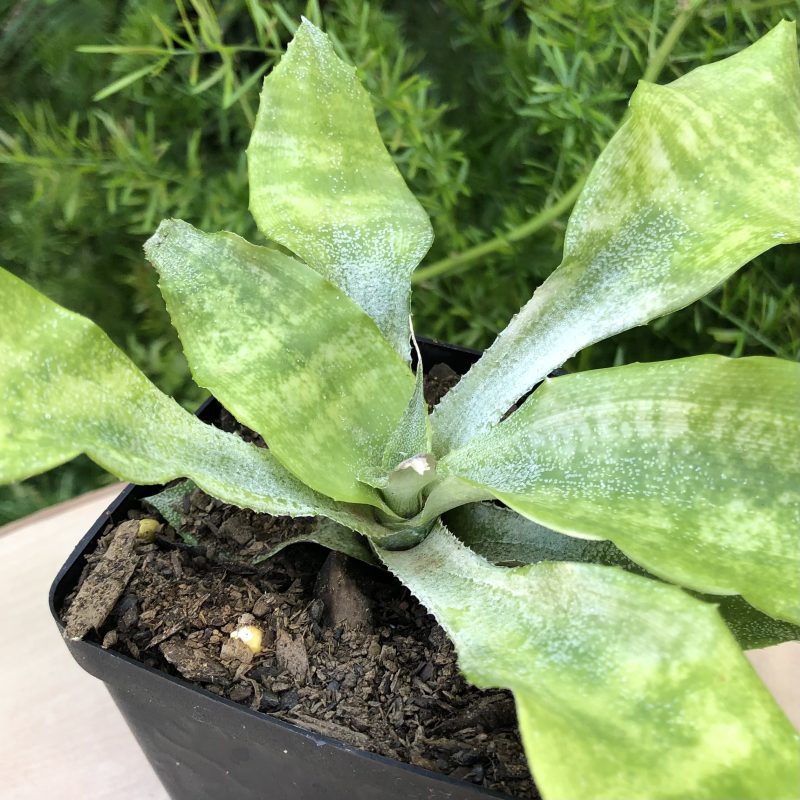 Cryptanthus 'Marble Green'