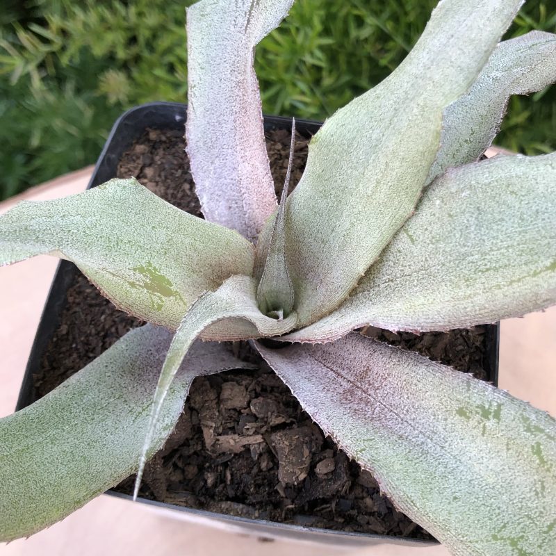 Cryptanthus 'Old Gold'