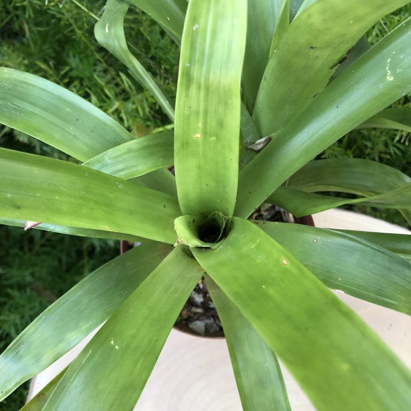 Guzmania lingulata 'Orange' - Image 4