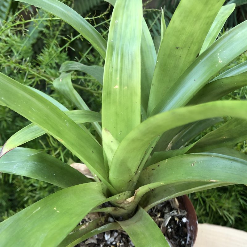 Guzmania lingulata 'Orange' - Image 2