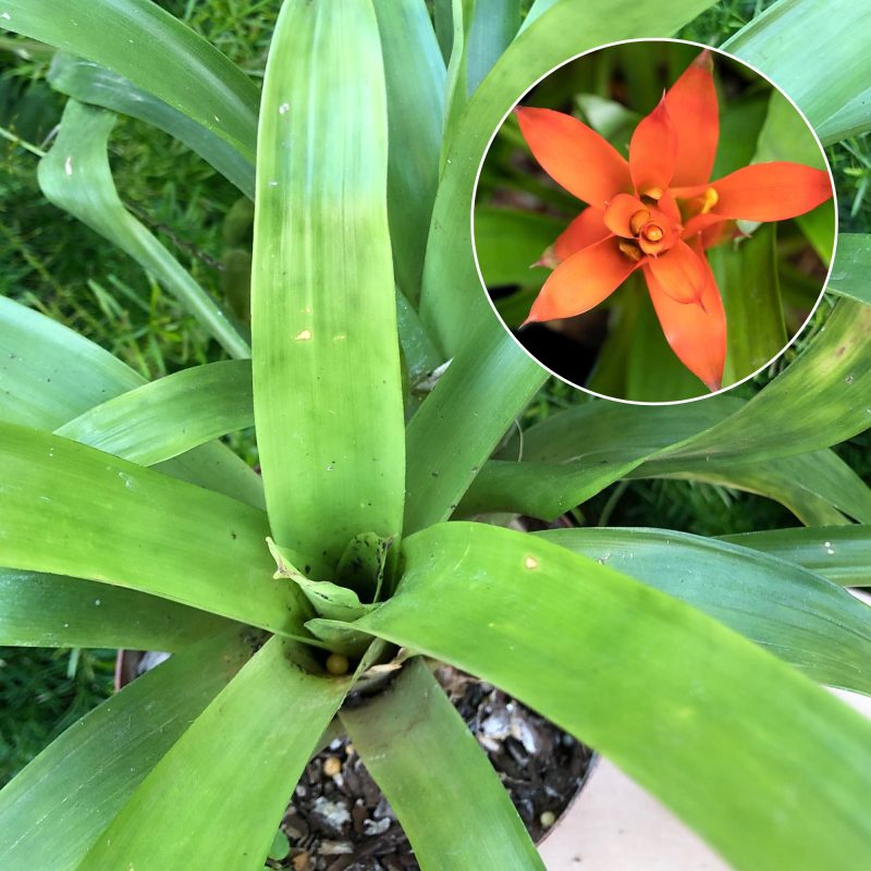 Guzmania lingulata 'Orange'