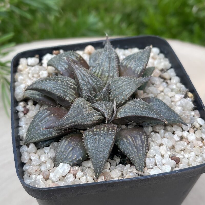 Haworthia mirabilis Hybrid1 - Image 2