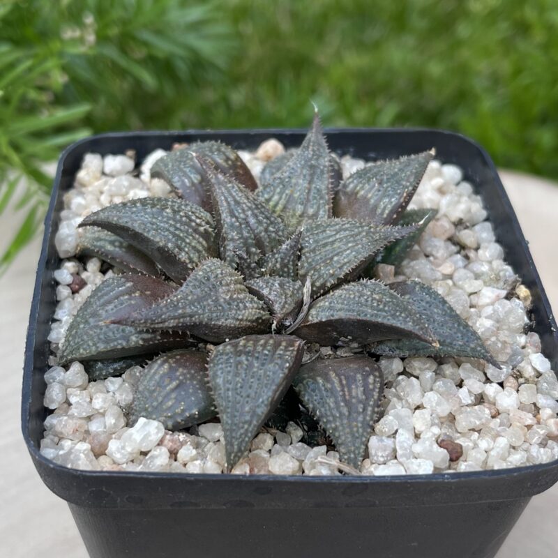 Haworthia mirabilis Hybrid1 - Image 3