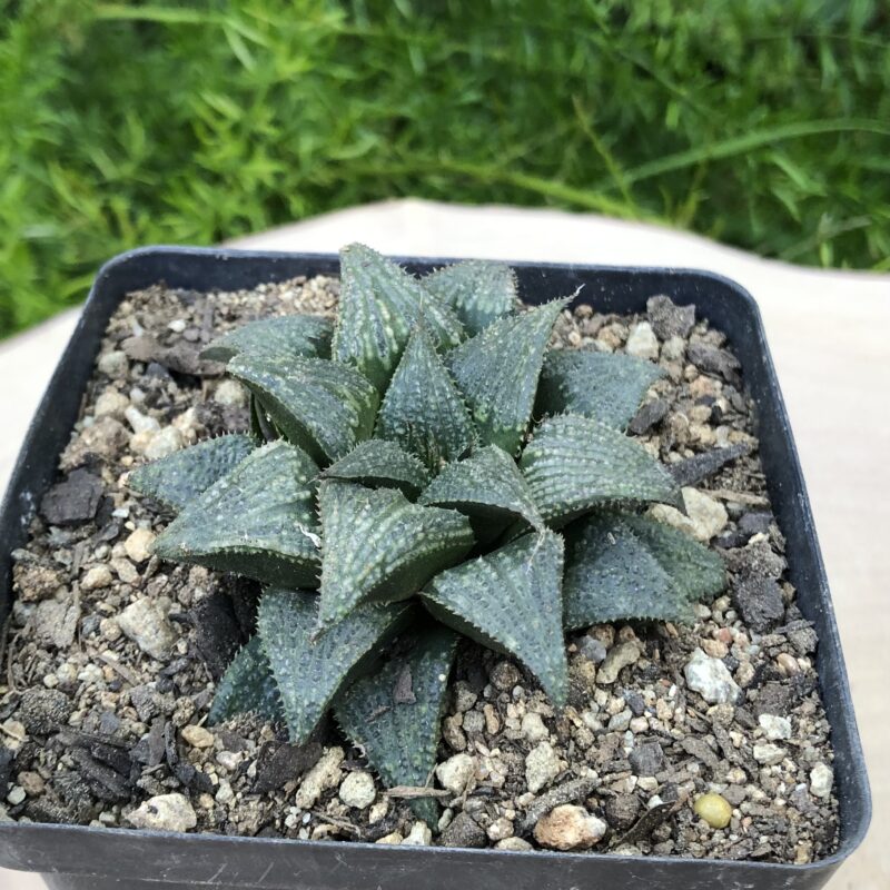 Haworthia mirabilis Hybrid1