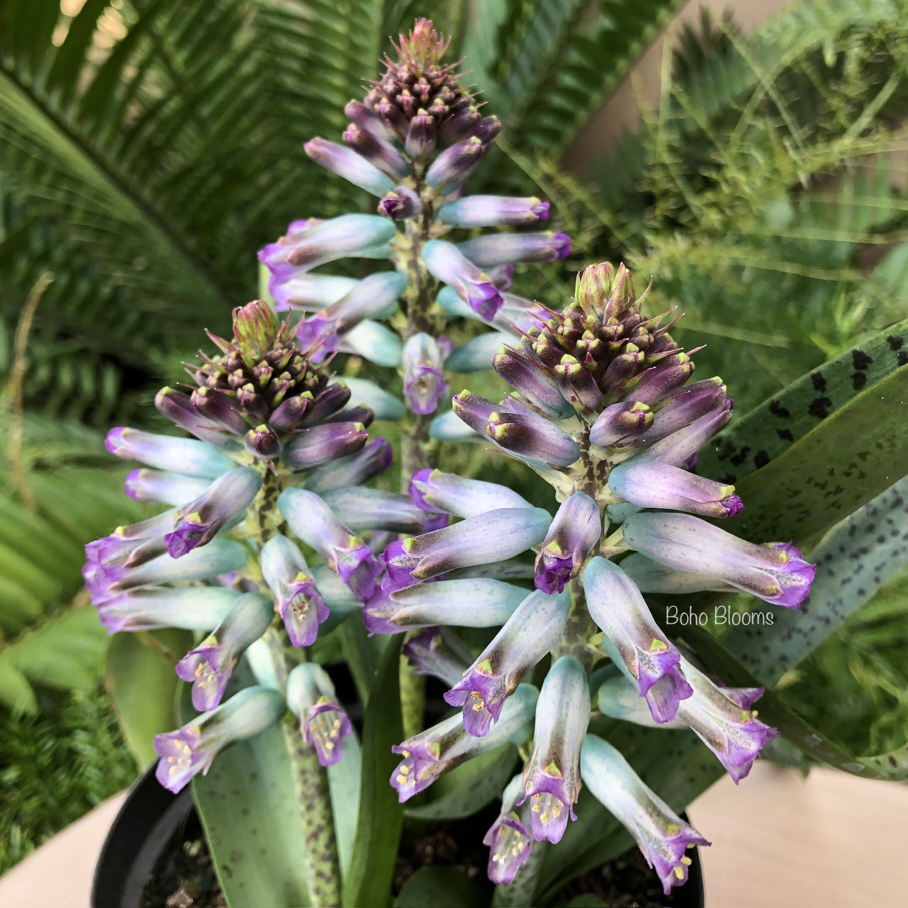 Lachenalia 'Aqua Lady'