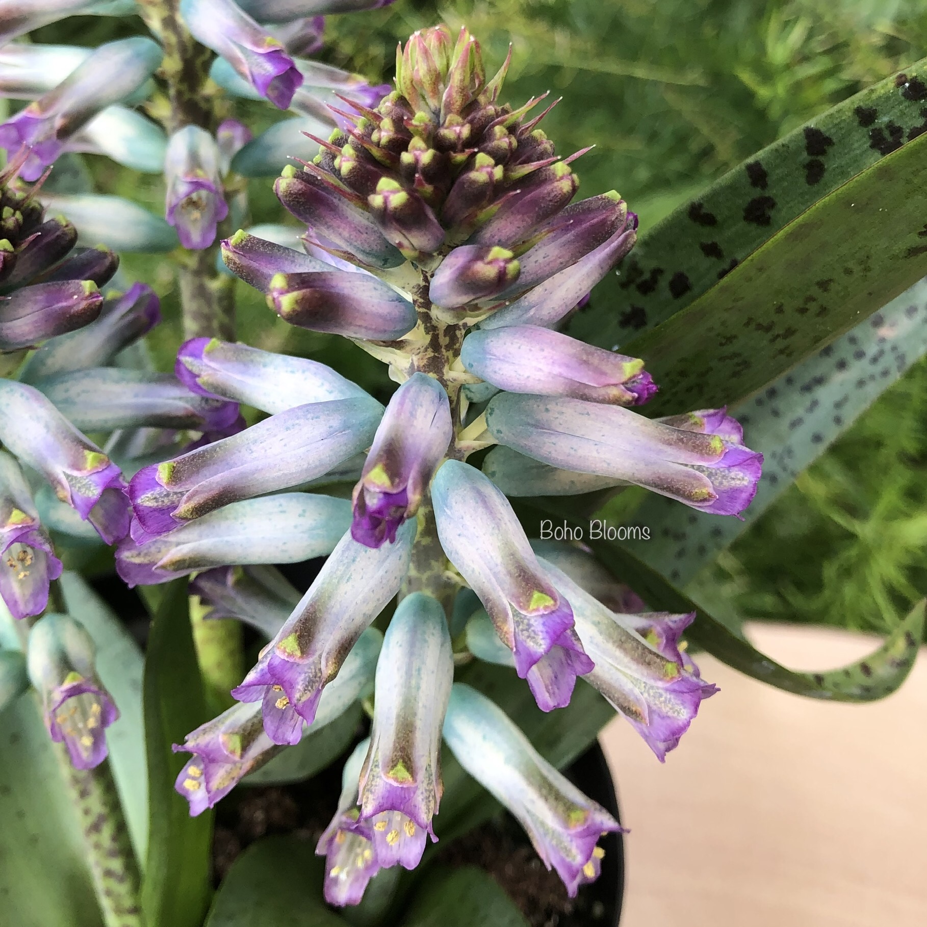 Lachenalia 'Aqua Lady' - Image 2