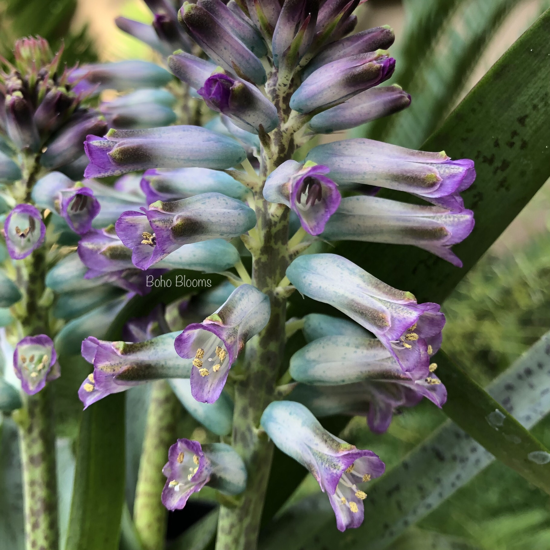 Lachenalia 'Aqua Lady' - Image 3
