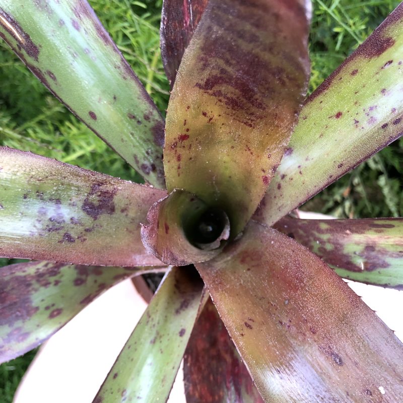 Neoregelia 'Buccaneer'