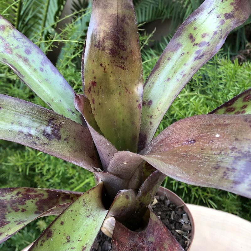 Neoregelia 'Buccaneer' - Image 2