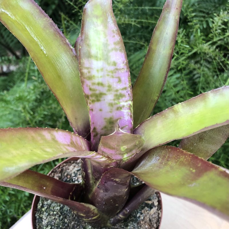 Neoregelia 'Galaxy'