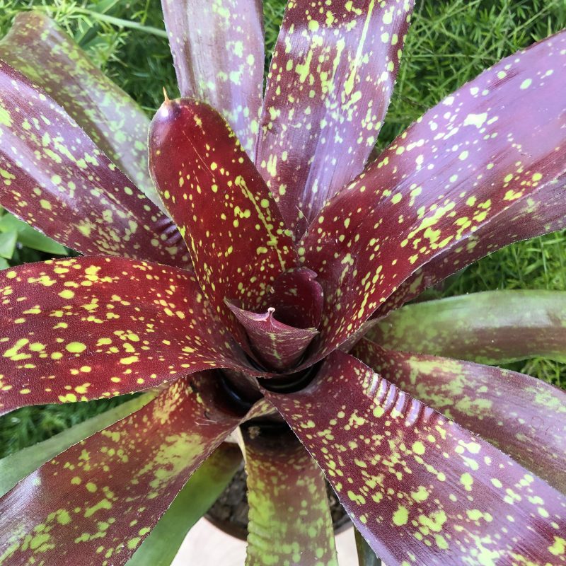 Neoregelia 'Gold Fever'