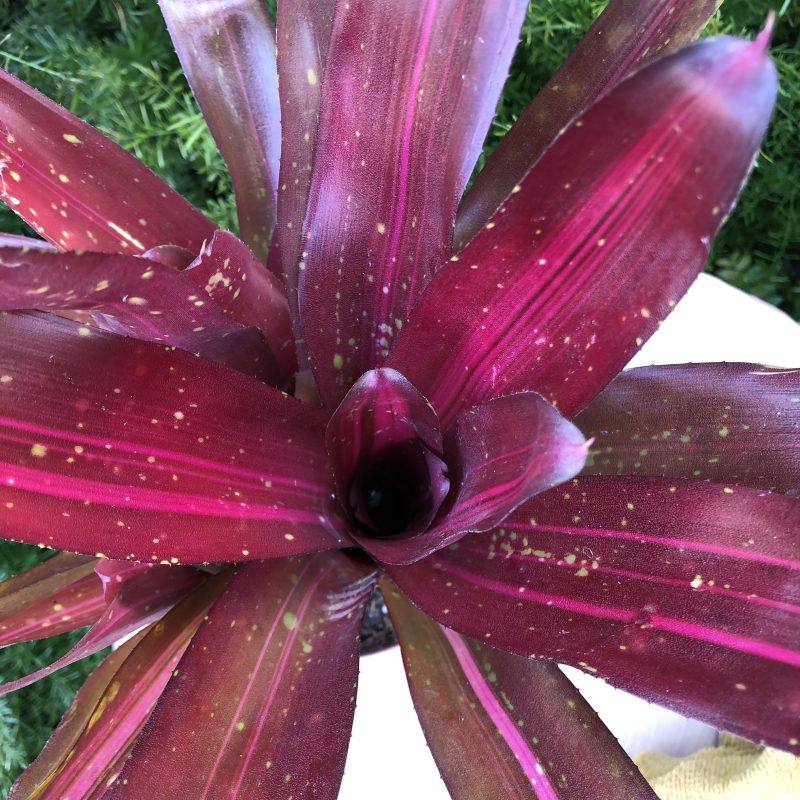 Neoregelia 'Gold Medal'
