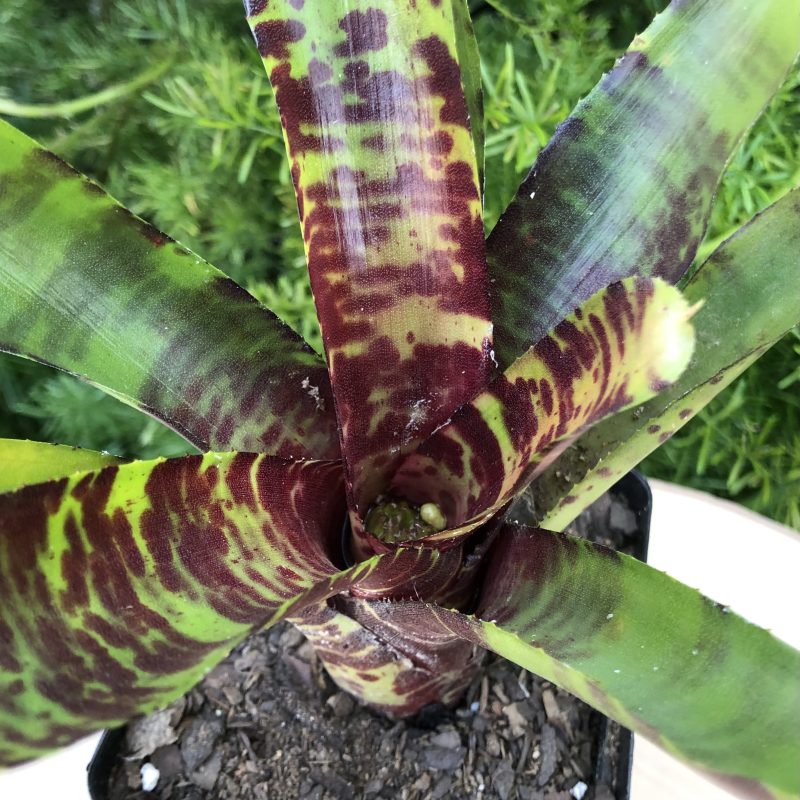 Neoregelia 'Screaming Tiger'